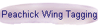 Peachick Wing Tagging