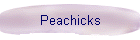 Peachicks