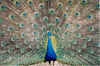 Black shoulder peacock.jpg (210154 bytes)
