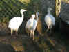 4_White_rhea_chicks_2_months_090908.jpg (58544 bytes)
