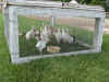 Rhea_chicks_are_outside_at_a_few_days_of_age.JPG (75705 bytes)